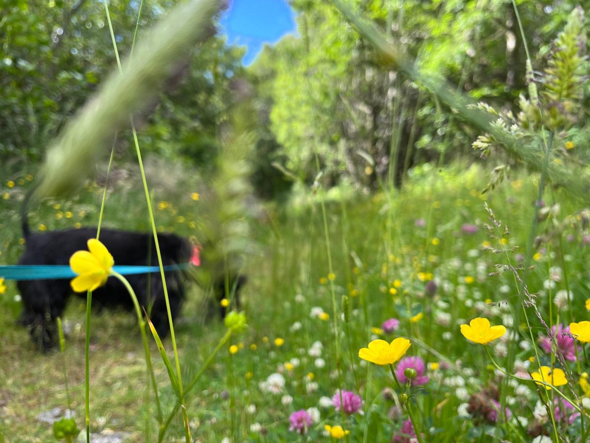 The Heronry Hideaway With Luxury Hot Tub *